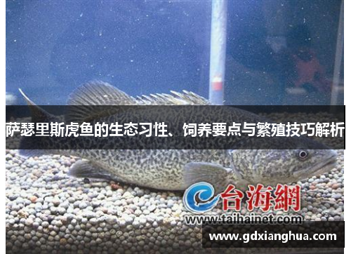 萨瑟里斯虎鱼的生态习性、饲养要点与繁殖技巧解析